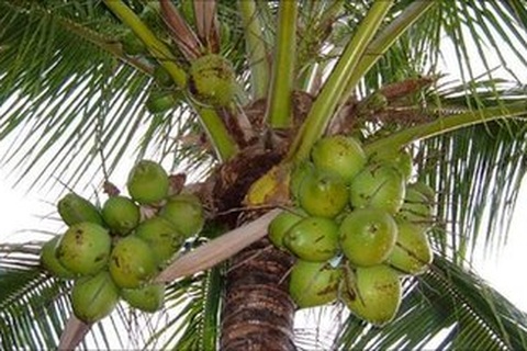 Ấn Độ chặt dừa để bảo vệ Tổng thống Mỹ 