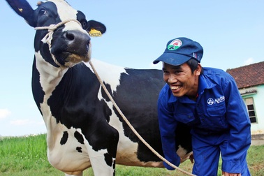 Tết của các "cô bò sữa" trên thảo nguyên hạnh phúc