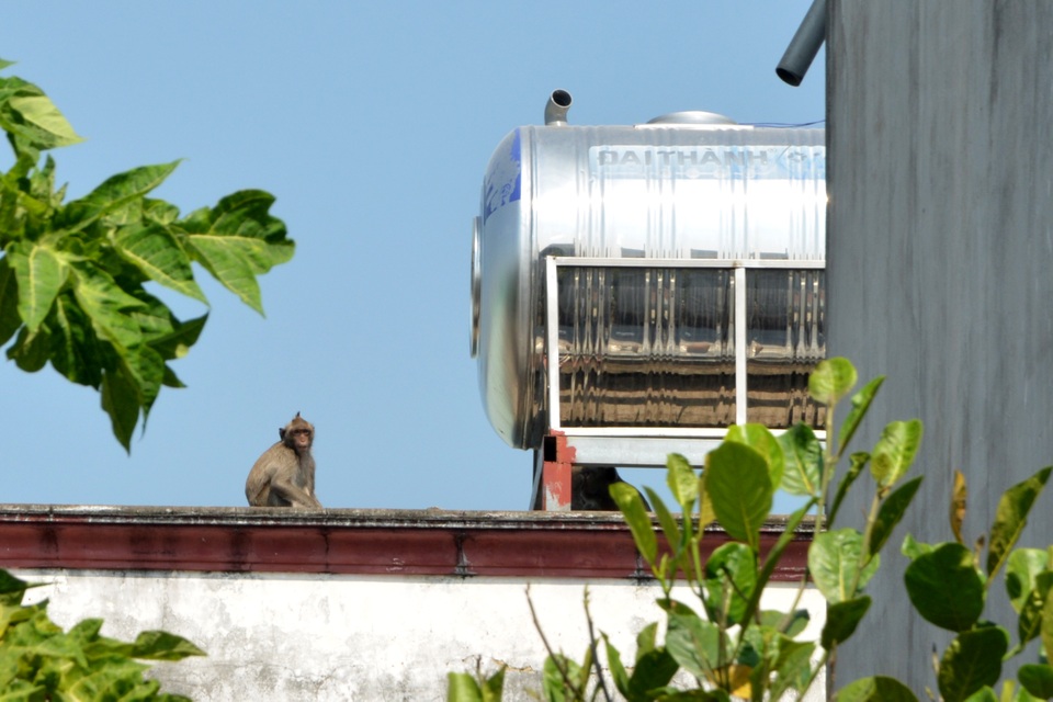 Lên phương án vây bắt đàn khỉ đại náo khu dân cư ở Sài Gòn - 3 Lên phương án vây bắt đàn khỉ đại náo khu dân cư ở Sài Gòn - 3