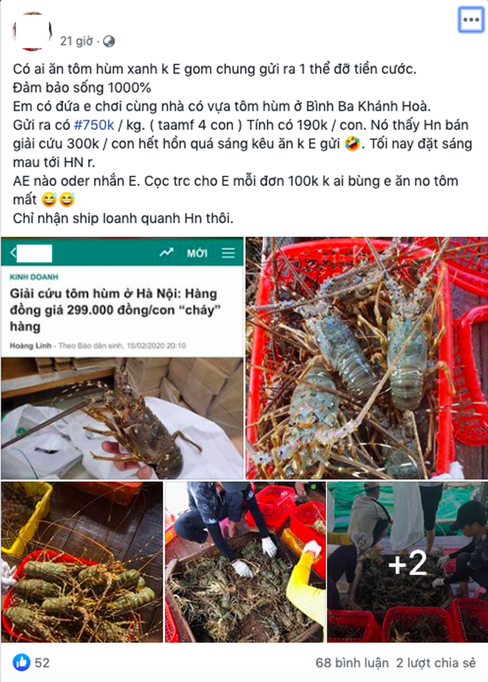 Buôn tôm hùm giải cứu giá 300 nghìn đồng/con vẫn lãi đậm - 4 Buôn tôm hùm giải cứu giá 300 nghìn đồng/con vẫn lãi đậm - 4