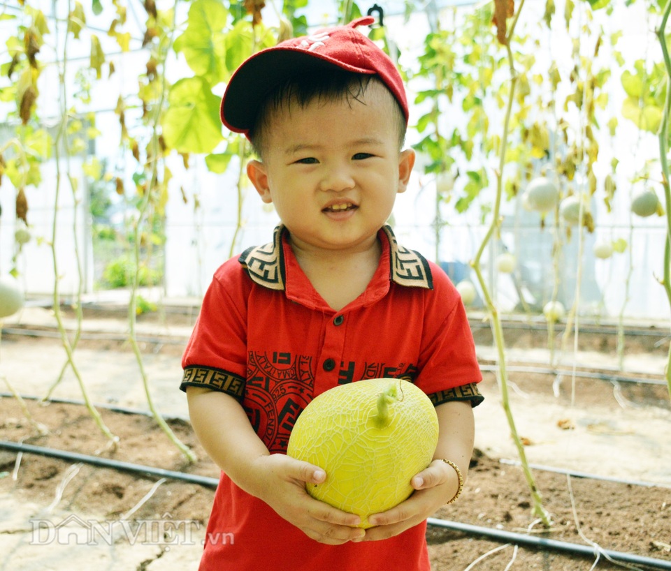 Vườn dưa khủng độc nhất Cà Mau: Toàn loại độc, lạ - 8 Vườn dưa khủng độc nhất Cà Mau: Toàn loại độc, lạ - 8