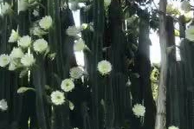 Hàng rào hoa xương rồng đẹp như mơ ở Sóc Trăng