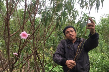 Thời tiết thất thường, nông dân lo mất vụ hoa Tết