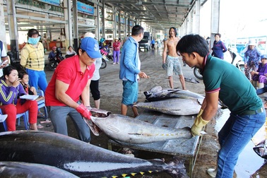 Ngư dân trúng đậm cá ngừ đại dương đầu xuân Đinh Dậu