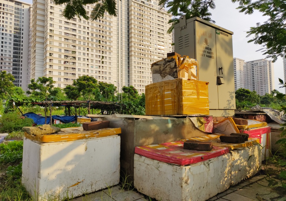 Nở rộ phong trào khai hoang cuốc đất trồng rau sạch quanh chung cư ở Hà Nội - 9