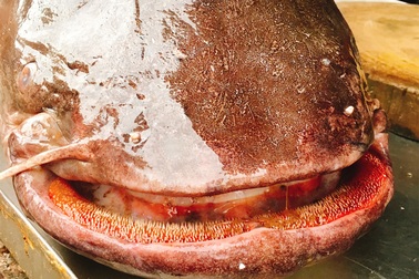 Cá ăn thịt nặng hơn 60 kg được đưa từ Biển Hồ về Hà Nội