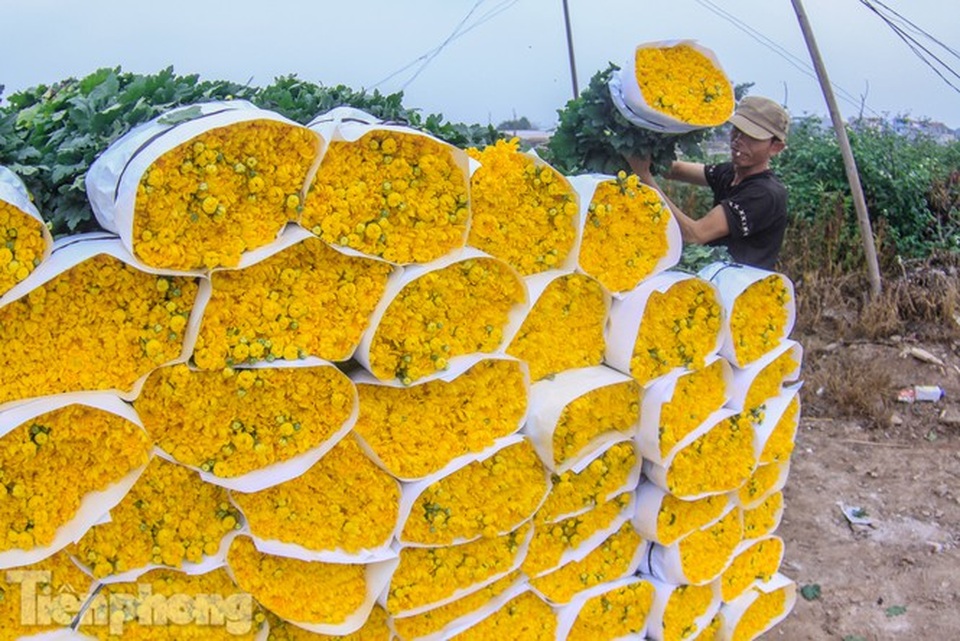 Làng hoa Tây Tựu tất bật chuẩn bị cho Tết - 11 Làng hoa Tây Tựu tất bật chuẩn bị cho Tết - 11