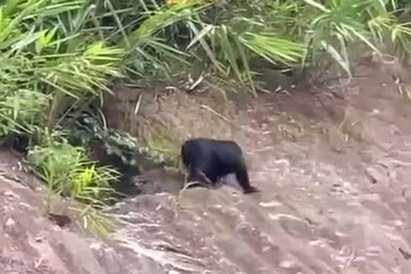 Phát hiện cá thể nghi linh trưởng quý hiếm tại vùng núi cao Hòa Bình