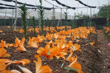 Giá hoa ly "rẻ chưa từng có", người trồng để mặc hoa rụng đầy gốc