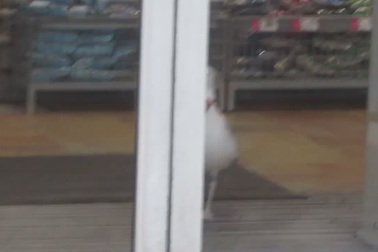 Clip mòng biển vào siêu thị trộm khoai tây chiên khiến dân mạng thích thú