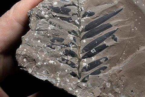 Phát hiện thêm loài thực vật sống sót qua thời kỳ tuyệt chủng nghiêm trọng nhất lịch sử