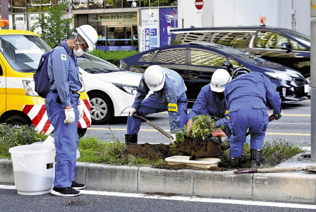 混雑した通りの真ん中で実をつけたスイカを日本が救った - 2