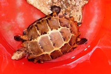 Thả "rùa thiêng" về rừng