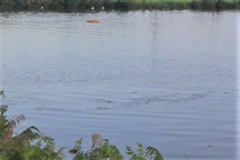 4 tấn tôm trong ao bất ngờ chết hàng loạt, nghi bị đầu độc