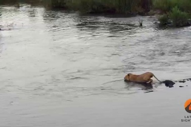 Khoảnh khắc sư tử suýt trở thành mồi cho cá sâu