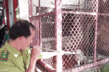 Kiểm lâm "thổi phi tiêu" thu phục đàn khỉ hung dữ ở TPHCM