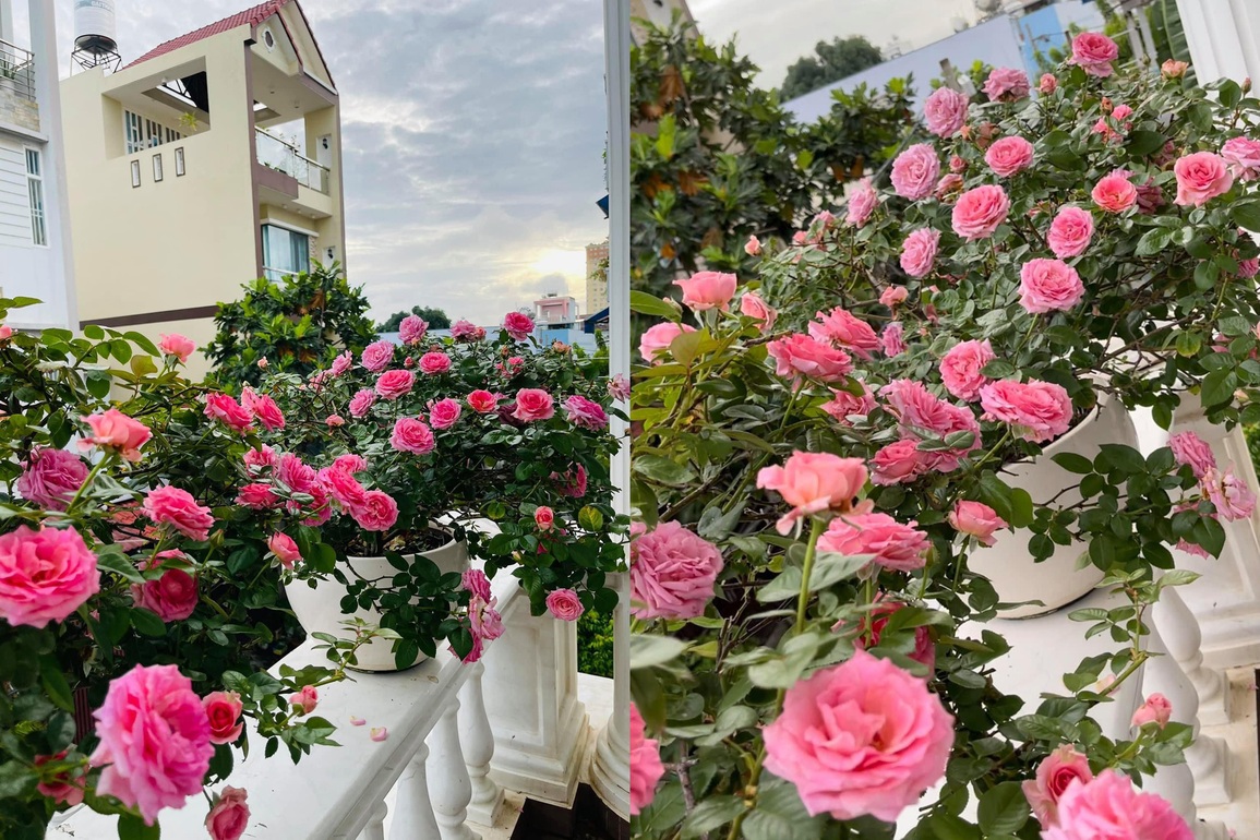 Vườn dưa đón Tết cho thu hoạch hơn một tạ của bà mẹ 3 con ở TPHCM - 9 Vườn dưa đón Tết cho thu hoạch hơn một tạ của bà mẹ 3 con ở TPHCM - 9