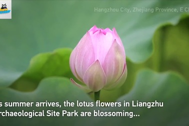 Du khách chen chân tới đầm sen nở rộ ngắm hoa