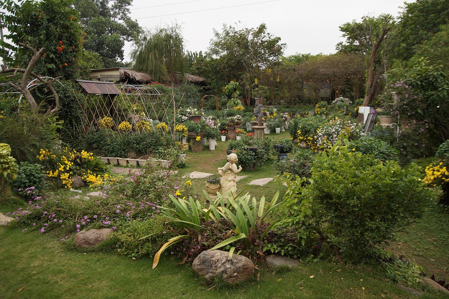 Mãn nhãn với vườn cúc cổ, đẹp mê hồn giữa lòng Hà Nội - 1