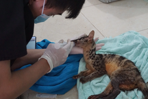 Cứu hộ khẩn cấp hai cá thể cầy vằn bắc quý hiếm