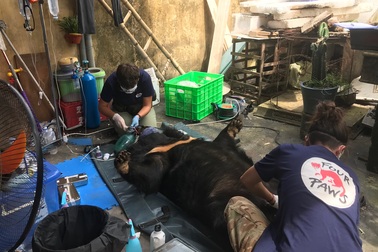 Chuyển một cá thể gấu nuôi nhốt hơn 15 năm đến trung tâm cứu hộ