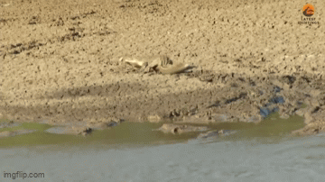 Loài rắn chết chóc nhất châu Phi vong mạng trước sức mạnh của cá sấu - 1