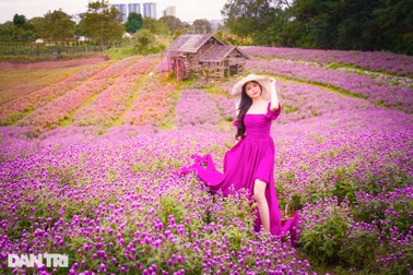 Cánh đồng hoa cúc bách nhật tím lịm như trời Âu ở Hà Nội