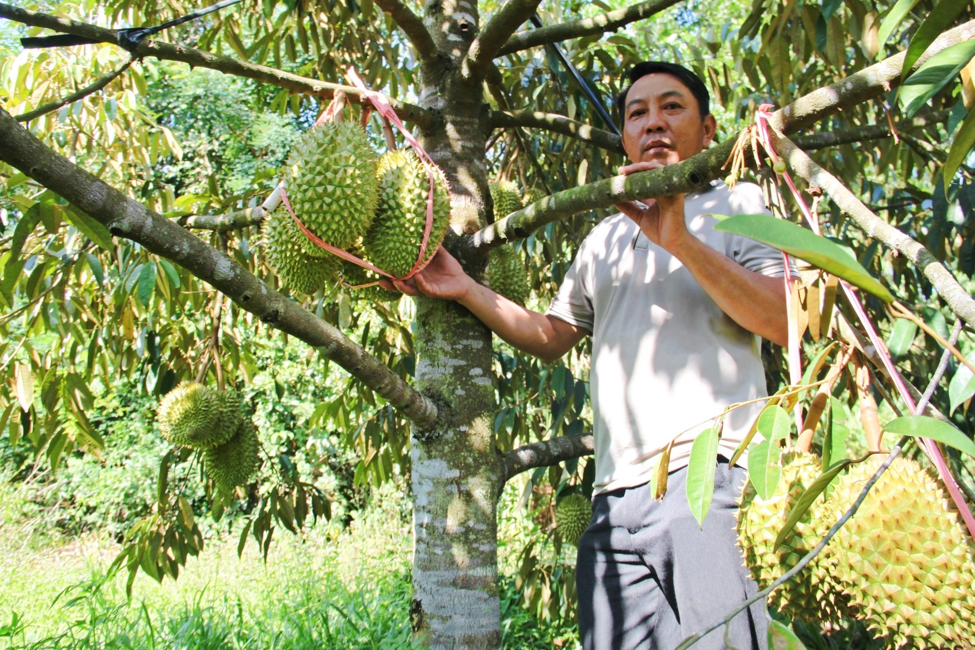 Anh nông dân bị nói “khùng” vì chi tiền tỷ trồng sầu riêng trên đất khô cằn - 1