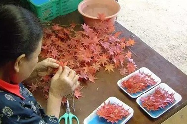 Nhờ bán...lá cây, các cụ bà Nhật Bản kiếm được 52 tỷ đồng/năm