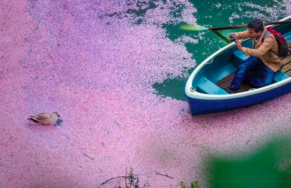 Vẻ đẹp của dòng sông sakura giữa mùa xuân tại Nhật Bản - 5 Vẻ đẹp của dòng sông sakura giữa mùa xuân tại Nhật Bản - 5