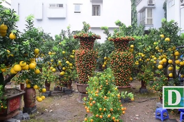 Quýt lục bình được "hét" giá 45 triệu đồng một cặp