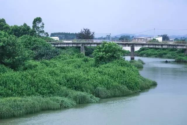 Vợ chồng thuê đất ở nơi như ốc đảo, sống ẩn dật giữa rừng cây - 2 Vợ chồng thuê đất ở nơi như ốc đảo, sống ẩn dật giữa rừng cây - 2