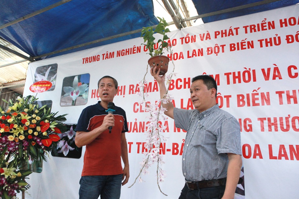Choáng những giỏ hoa lan đột biến hiếm thấy ở Hà Nội, giá hàng trăm triệu - 5 Choáng những giỏ hoa lan đột biến hiếm thấy ở Hà Nội, giá hàng trăm triệu - 5