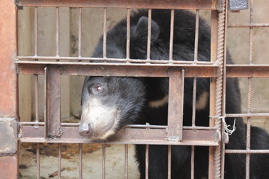 Hà Nội là "điểm nóng" lớn nhất nước về nuôi nhốt gấu