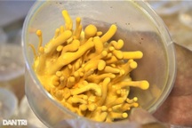 Chỉ nuôi 50m2 đông trùng hạ thảo, cựu chiến binh Cần Thơ thu lãi cao