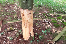 Hàng chục cây sầu riêng sắp cho thu hoạch bị phá hoại