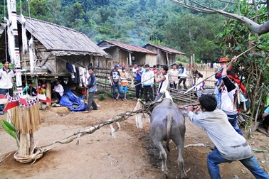 Tưng bừng mùa hội đâm trâu
