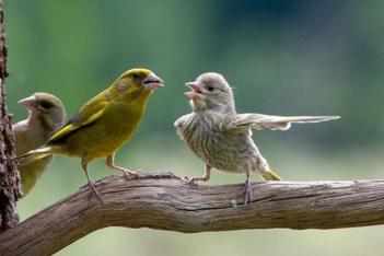 Thư giãn trong ngày đầu năm với chùm ảnh khoảnh khắc hài hước của động vật