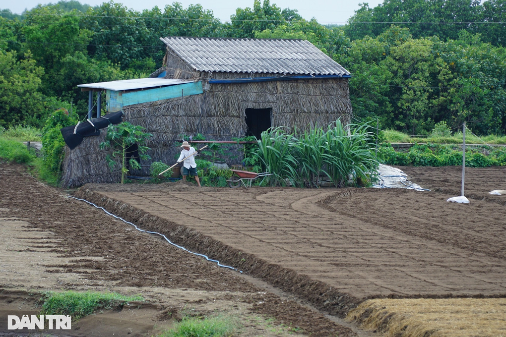 Ruộng sát biển, nông dân trắng đêm chong đèn phòng nước cuốn hoa màu - 3 Ruộng sát biển, nông dân trắng đêm chong đèn phòng nước cuốn hoa màu - 3