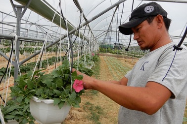 Trồng hoa chậu treo trong nhà kính, nhàn nhã thu tiền triệu mỗi ngày