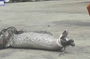 Rùng mình khoảnh khắc trăn bị ép buộc phải nôn ra xác mèo đã ăn thịt