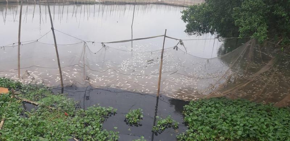 Dân khóc ròng vì cá quây, cá lồng chết trắng sông Châu - 1 Dân khóc ròng vì cá quây, cá lồng chết trắng sông Châu - 1
