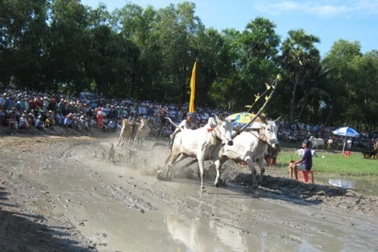 Gần 30.000 người "đốt nóng" lễ hội đua bò Bảy Núi