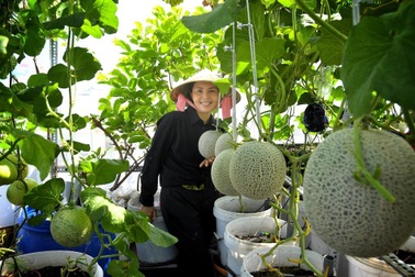 Khu vườn ngập rau xanh giữa Sài Gòn, muốn ăn thực phẩm sạch lúc nào cũng có