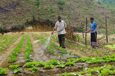 Chuyện trồng rau thoát nghèo nơi người dân… không quen ăn rau