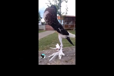 Video chim bồ câu với kiểu dáng bề ngoài kỳ dị như bị đột biến