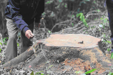Khu bảo tồn thiên nhiên “chảy máu”