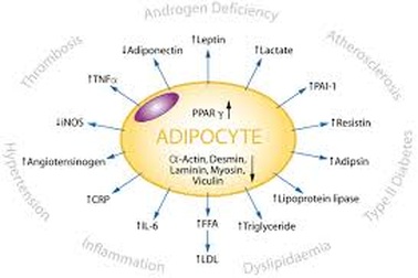 Mô mỡ là một tuyến nội tiết