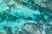 4 loài sinh vật đơn bào mới được phát hiện ở nơi sâu nhất Thái Bình Dương