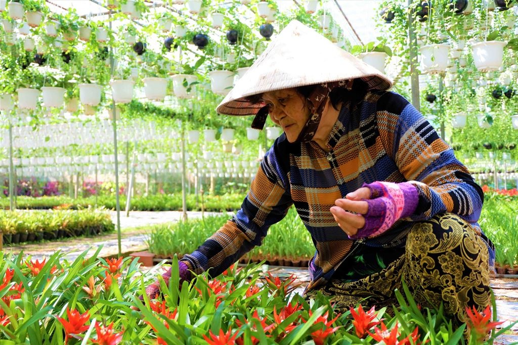 Chuyện về nữ nông dân tỷ phú làm giàu từ cây cảnh treo - 6